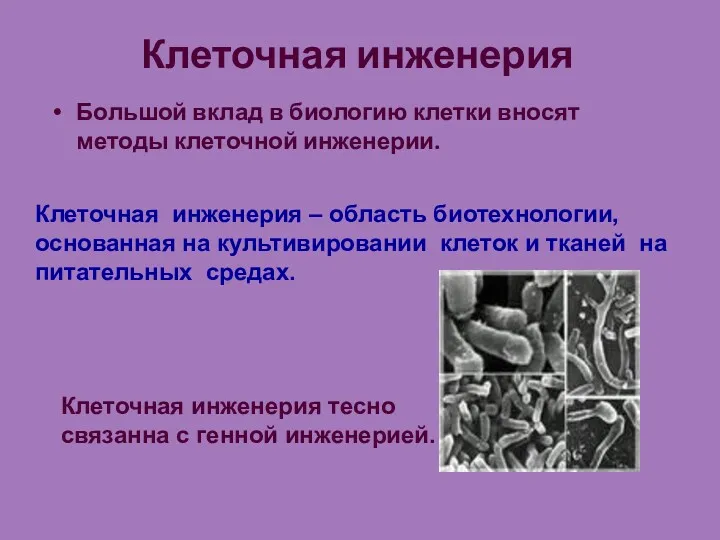 Клеточная инженерия Большой вклад в биологию клетки вносят методы клеточной