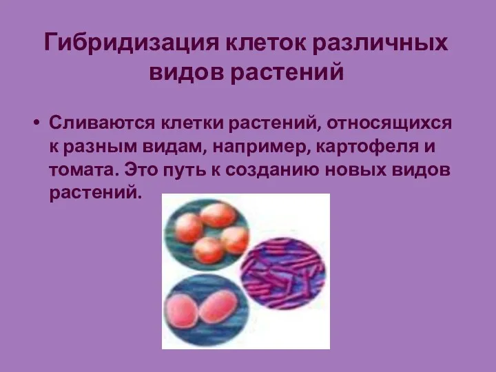 Гибридизация клеток различных видов растений Сливаются клетки растений, относящихся к