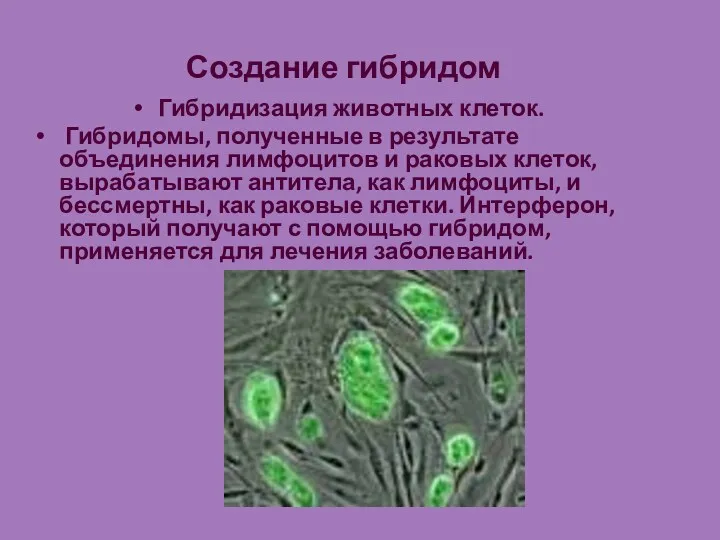 Создание гибридом Гибридизация животных клеток. Гибридомы, полученные в результате объединения