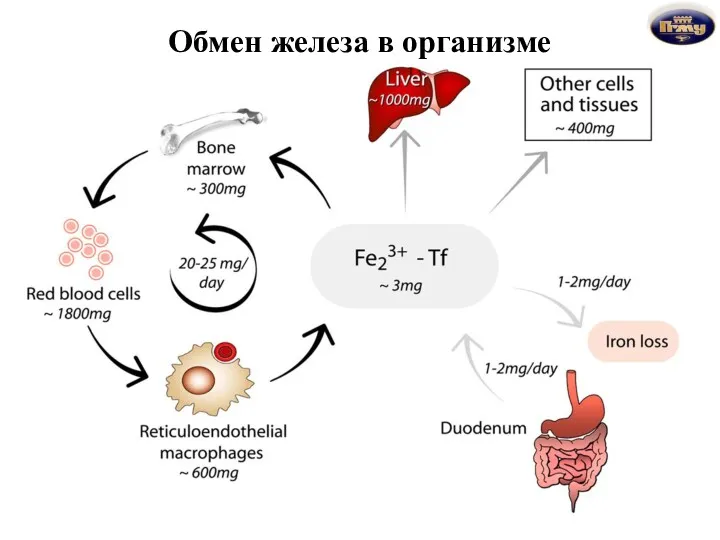 Обмен железа в организме