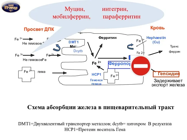 Просвет ДПК Энтероцит Кровь Fe 2+ Fe 2+ Не гемовое Fe Fe 3+