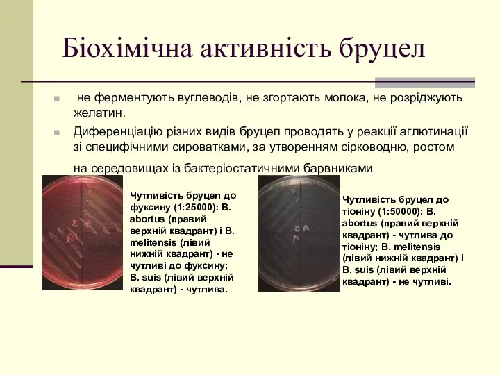 Біохімічна активність бруцел не ферментують вуглеводів, не згортають молока, не