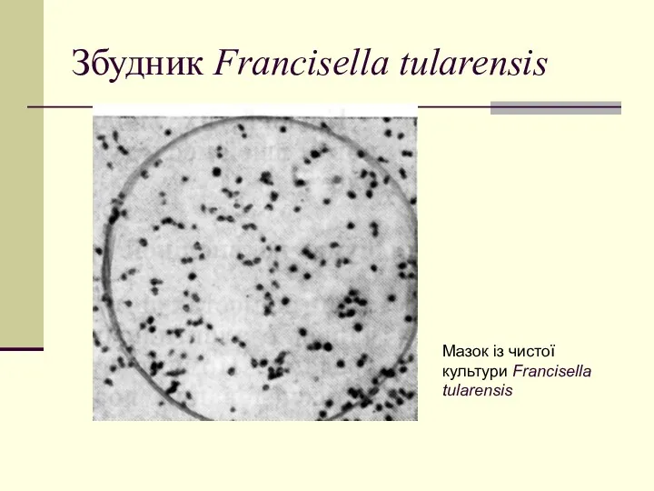 Збудник Francisella tularensis Мазок із чистої культури Francisella tularensis