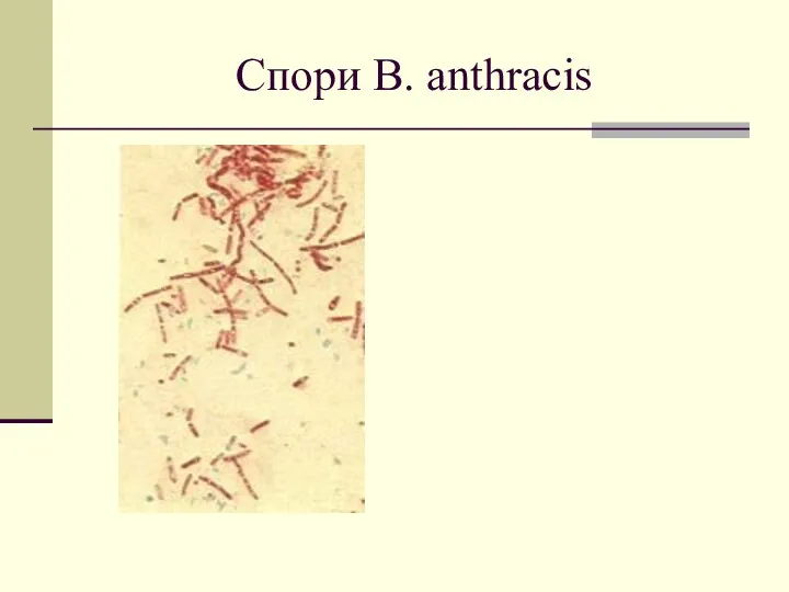 Спори B. anthracis