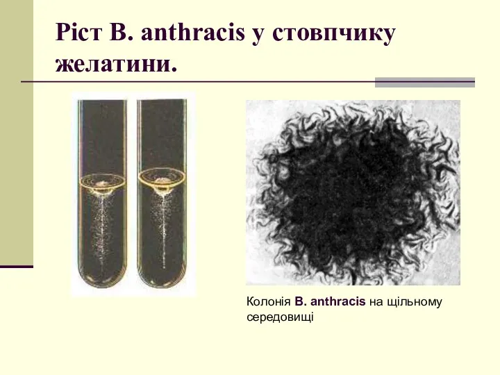 Ріст B. anthracis у стовпчику желатини. Колонія B. anthracis на щільному середовищі