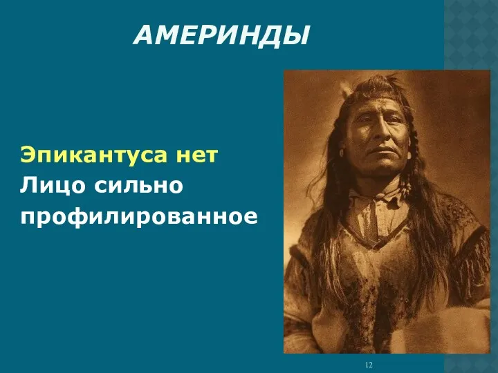 АМЕРИНДЫ Эпикантуса нет Лицо сильно профилированное