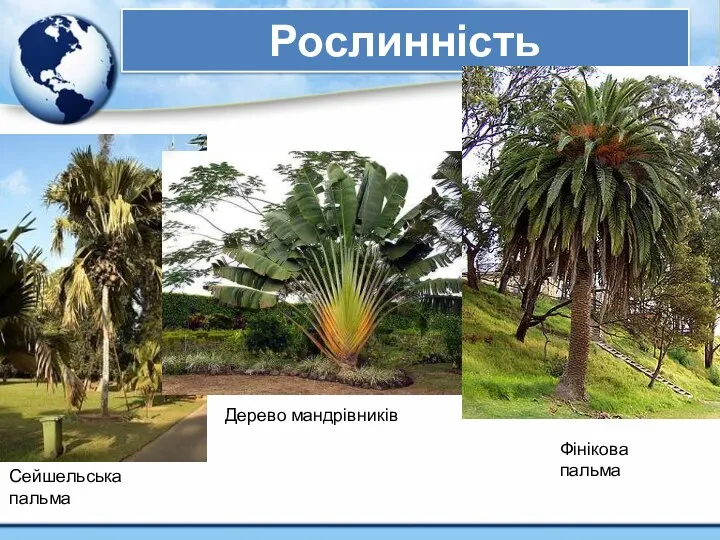 Рослинність Сейшельська пальма Дерево мандрівників Фінікова пальма