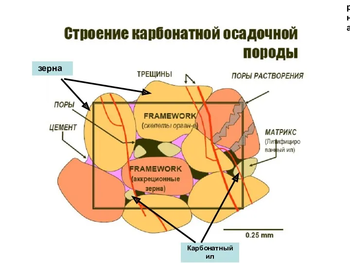 зерна зерна Карбонатный ил