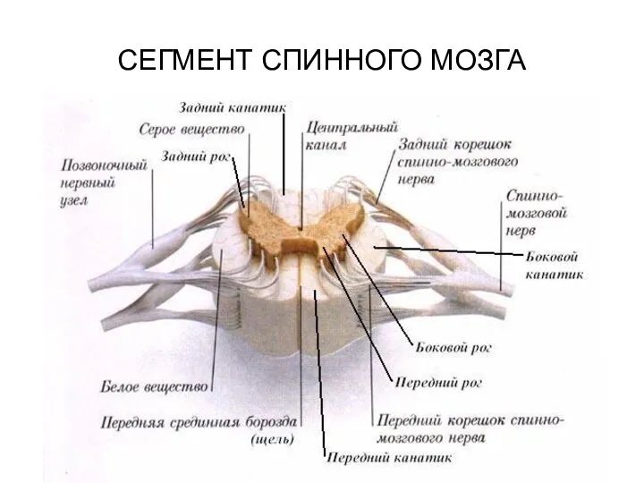 СЕГМЕНТ СПИННОГО МОЗГА