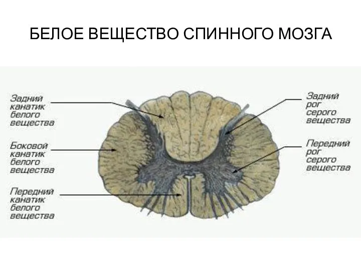 БЕЛОЕ ВЕЩЕСТВО СПИННОГО МОЗГА