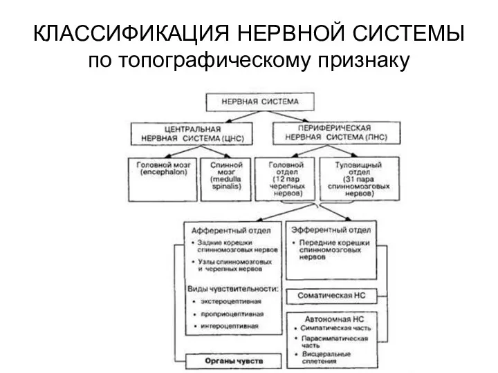 КЛАССИФИКАЦИЯ НЕРВНОЙ СИСТЕМЫ по топографическому признаку