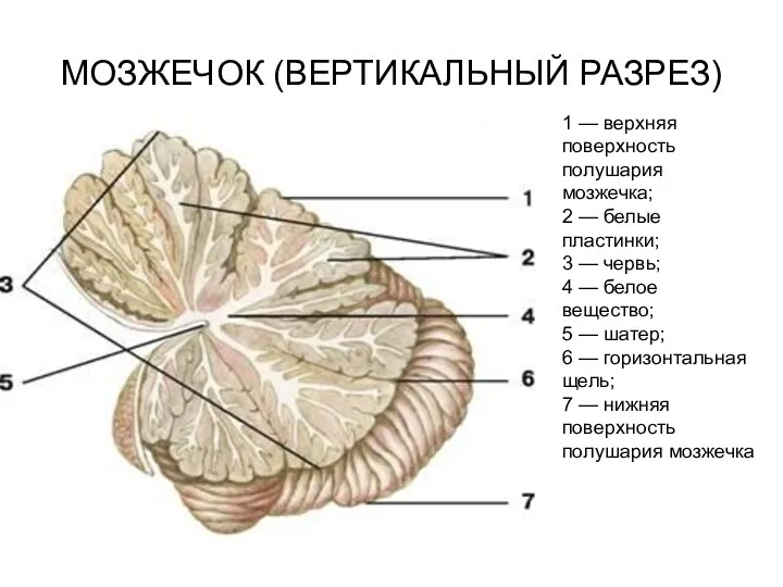 МОЗЖЕЧОК (ВЕРТИКАЛЬНЫЙ РАЗРЕЗ) 1 — верхняя поверхность полушария мозжечка; 2
