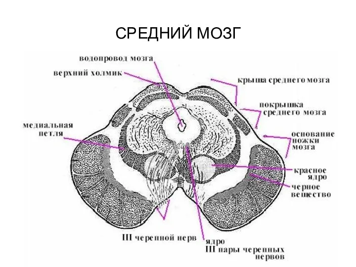 СРЕДНИЙ МОЗГ