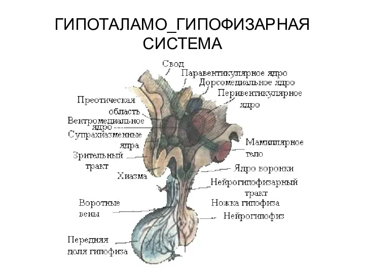 ГИПОТАЛАМО_ГИПОФИЗАРНАЯ СИСТЕМА