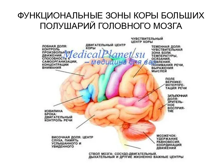 ФУНКЦИОНАЛЬНЫЕ ЗОНЫ КОРЫ БОЛЬШИХ ПОЛУШАРИЙ ГОЛОВНОГО МОЗГА