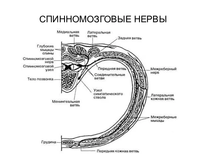 СПИННОМОЗГОВЫЕ НЕРВЫ