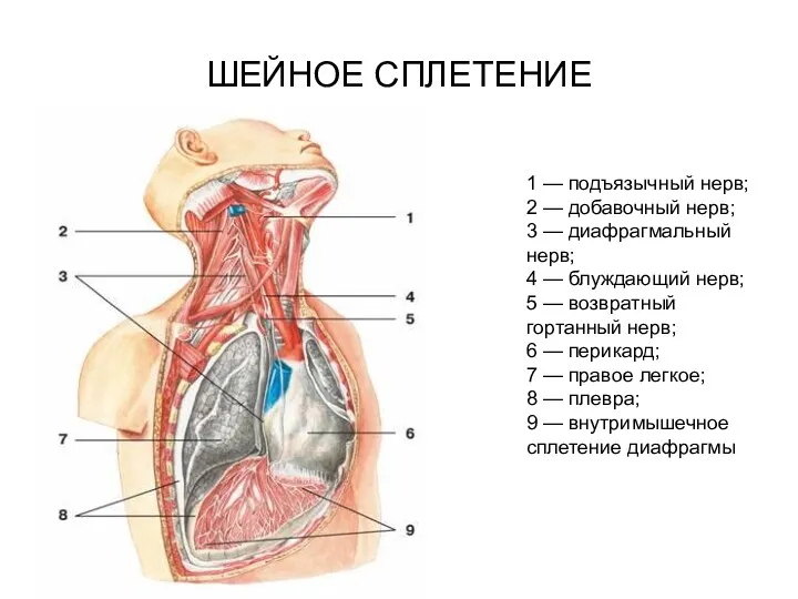 ШЕЙНОЕ СПЛЕТЕНИЕ 1 — подъязычный нерв; 2 — добавочный нерв;