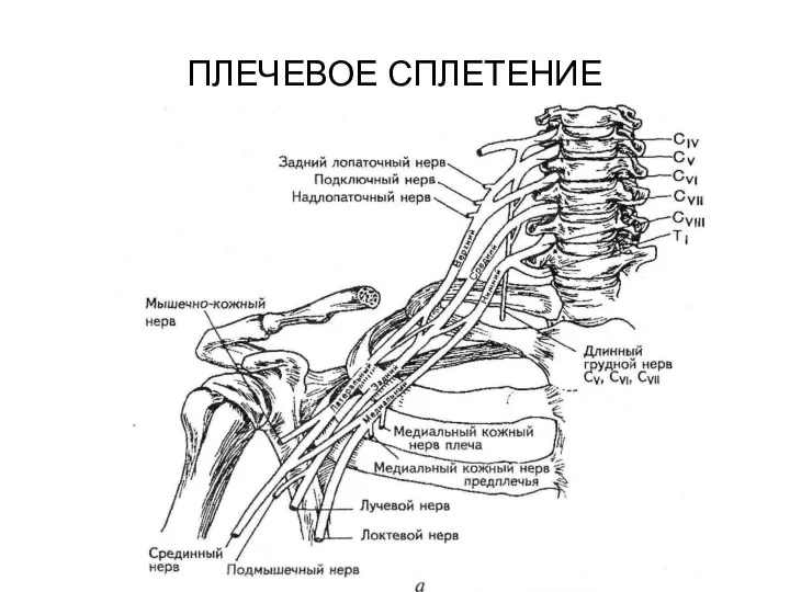 ПЛЕЧЕВОЕ СПЛЕТЕНИЕ