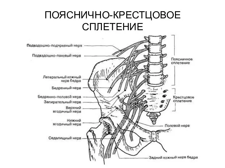 ПОЯСНИЧНО-КРЕСТЦОВОЕ СПЛЕТЕНИЕ