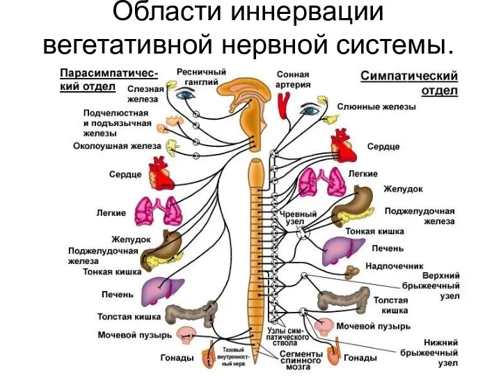 Области иннервации вегетативной нервной системы.