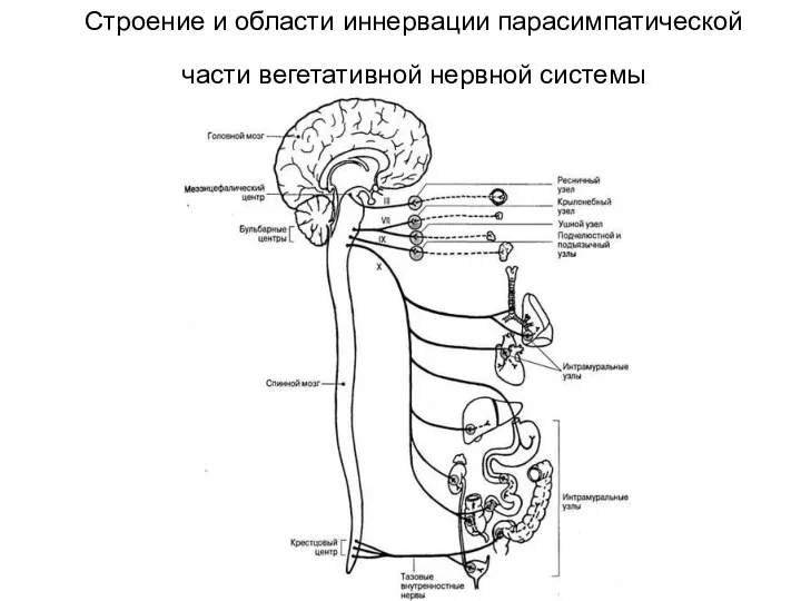 Строение и области иннервации парасимпатической части вегетативной нервной системы