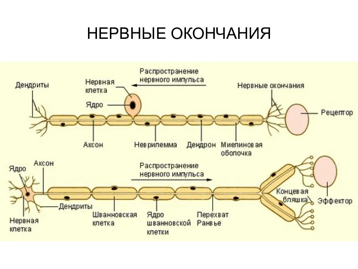 НЕРВНЫЕ ОКОНЧАНИЯ