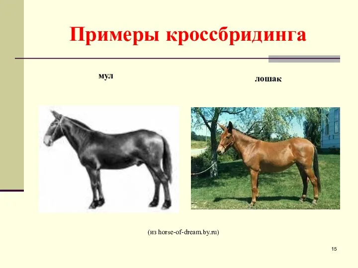 Примеры кроссбридинга (из horse-of-dream.by.ru) мул лошак