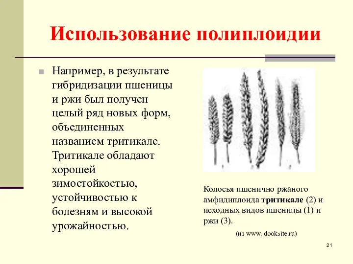 Использование полиплоидии Например, в результате гибридизации пшеницы и ржи был получен целый ряд
