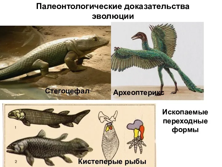 Палеонтологические доказательства эволюции Археоптерикс Ископаемые переходные формы Стегоцефал Кистеперые рыбы Археоптерикс