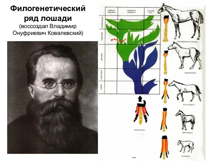 Филогенетический ряд лошади (воссоздал Владимир Онуфриевич Ковалевский)