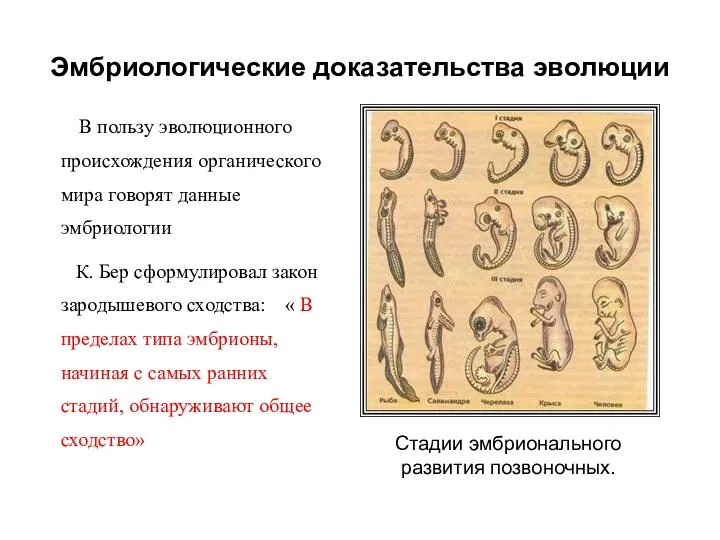 Эмбриологические доказательства эволюции В пользу эволюционного происхождения органического мира говорят данные эмбриологии К.