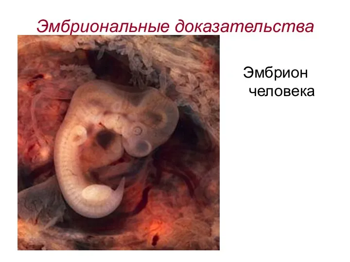Эмбриональные доказательства Эмбрион человека