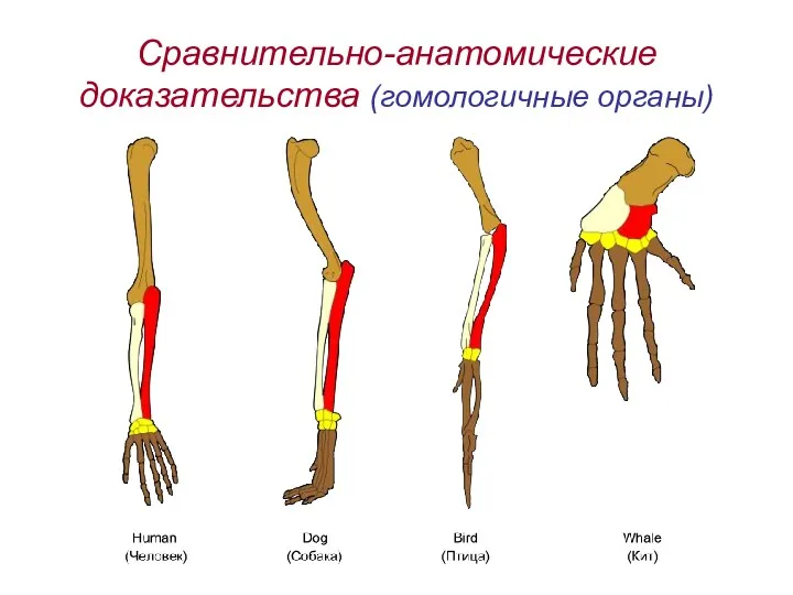 Сравнительно-анатомические доказательства (гомологичные органы)