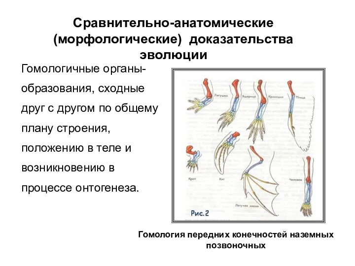 Гомологичные органы-образования, сходные друг с другом по общему плану строения, положению в теле