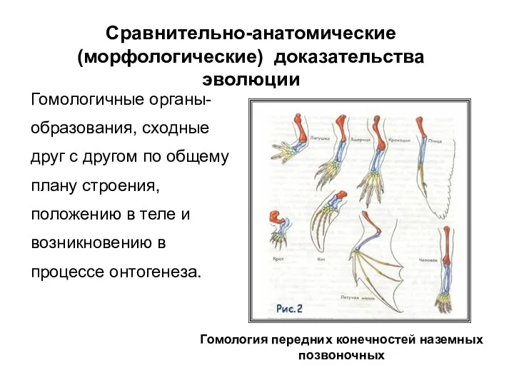 Гомологичные органы-образования, сходные друг с другом по общему плану строения,