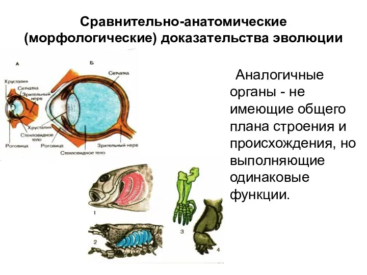 Сравнительно-анатомические (морфологические) доказательства эволюции Аналогичные органы - не имеющие общего