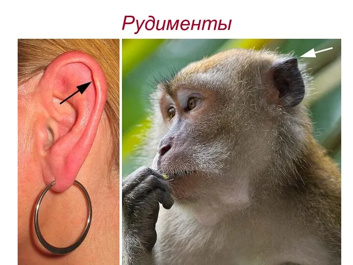 Рудименты