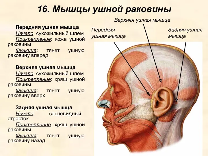 16. Мышцы ушной раковины Передняя ушная мышца Начало: сухожильный шлем