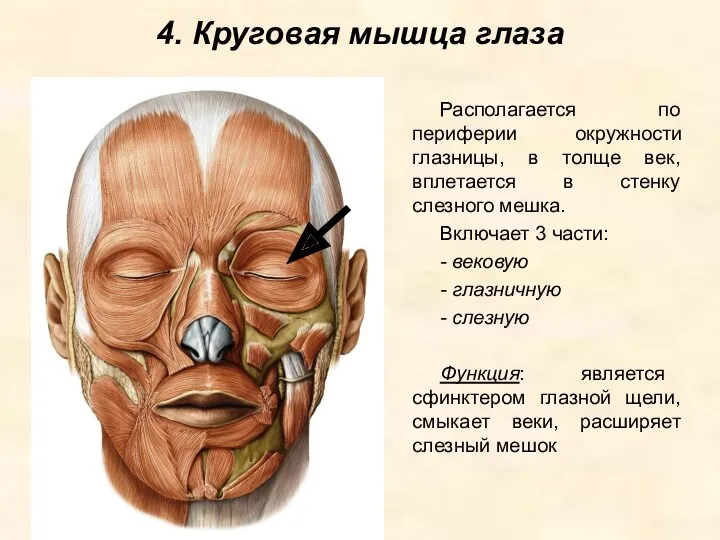 4. Круговая мышца глаза Располагается по периферии окружности глазницы, в
