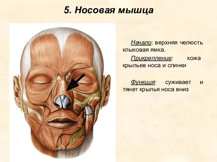 5. Носовая мышца Начало: верхняя челюсть клыковая ямка. Прикрепление: кожа