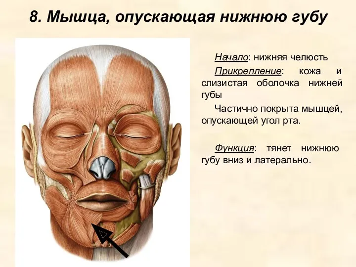 8. Мышца, опускающая нижнюю губу Начало: нижняя челюсть Прикрепление: кожа