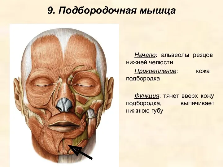 9. Подбородочная мышца Начало: альвеолы резцов нижней челюсти Прикрепление: кожа