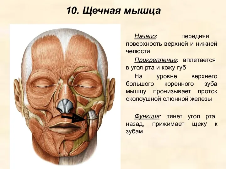 10. Щечная мышца Начало: передняя поверхность верхней и нижней челюсти