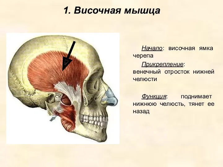 1. Височная мышца Начало: височная ямка черепа Прикрепление: венечный отросток