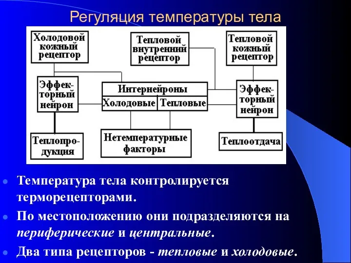 Регуляция температуры тела Температура тела контролируется терморецепторами. По местоположению они