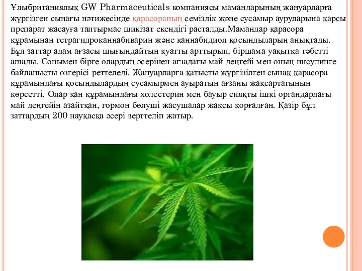 Ұлыбри­таниялық GW Pharmaceuticals компаниясы мамандарының жануарларға жүр­гізген сынағы нәтижесінде қарасораның