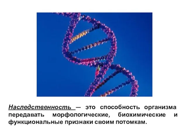 Наследственность — это способность организма передавать морфологические, биохимические и функциональные признаки своим потомкам.