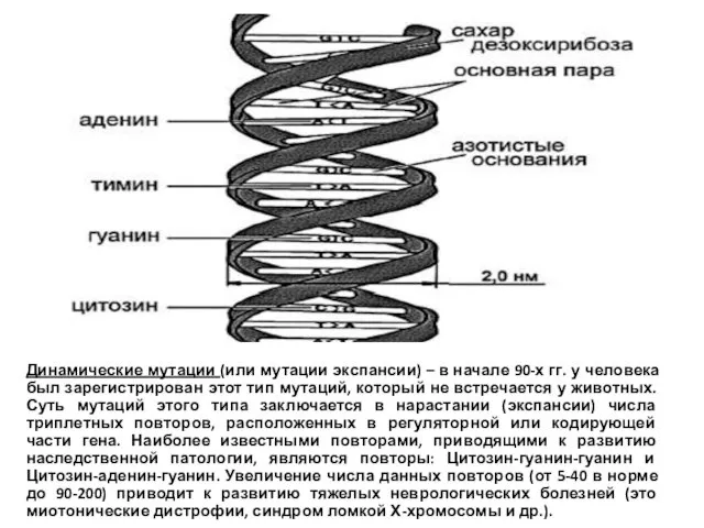 Динамические мутации (или мутации экспансии) – в начале 90-х гг.