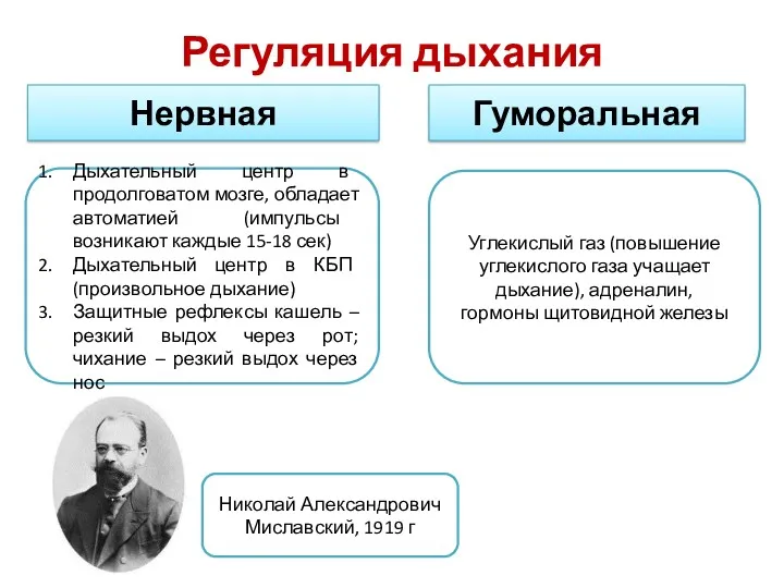 Регуляция дыхания Нервная Гуморальная Дыхательный центр в продолговатом мозге, обладает