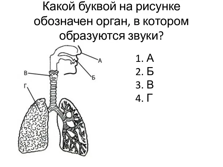 Какой буквой на рисунке обозначен орган, в котором образуются звуки? А Б В Г